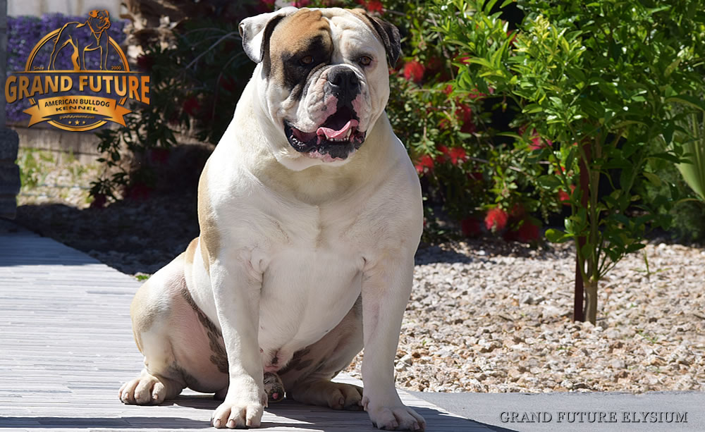 American Bulldog Stud - GRAND FUTURE ELYSIUM