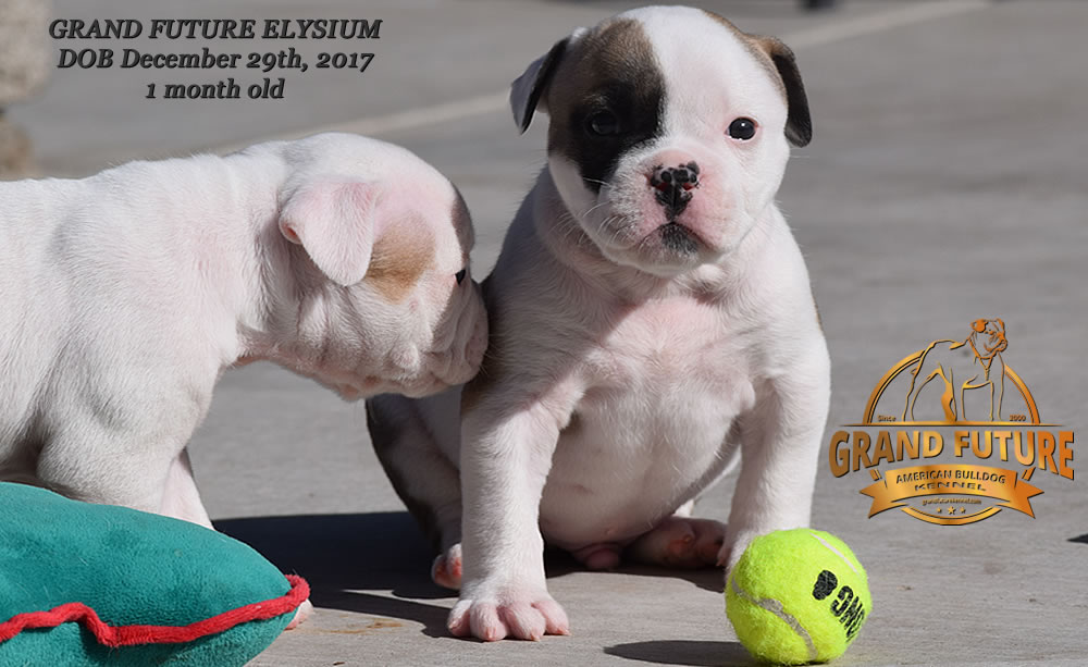 American Bulldog - GRAND FUTURE ELYSIUM