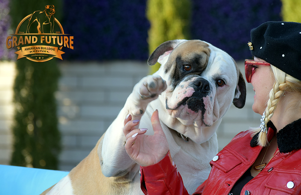 American Bulldog Stud - GRAND FUTURE ELYSIUM