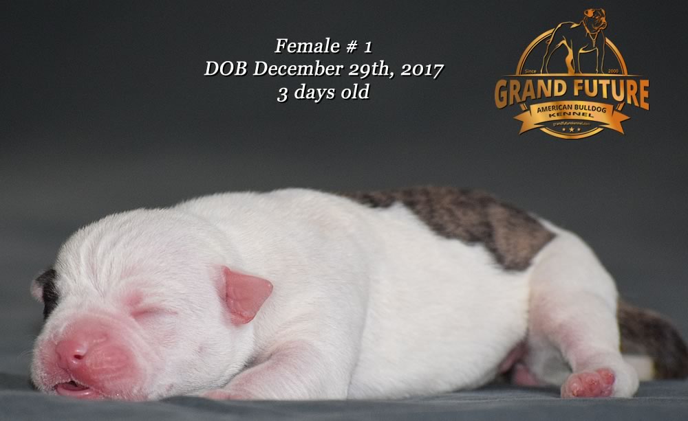 American Bulldog - Grand Future Emotion - Female American Bulldog