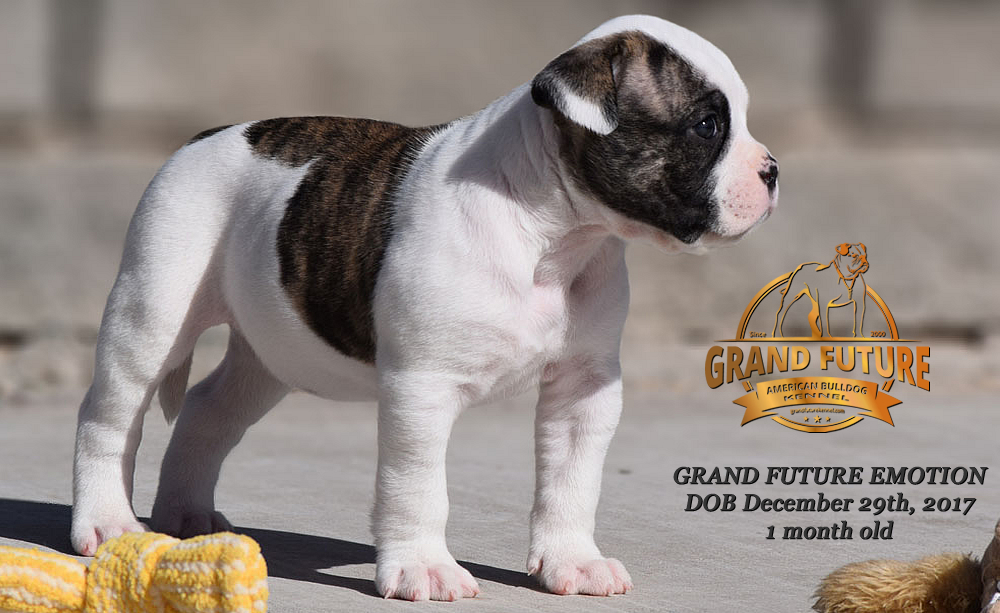 American Bulldog - Grand Future Emotion - Female American Bulldog