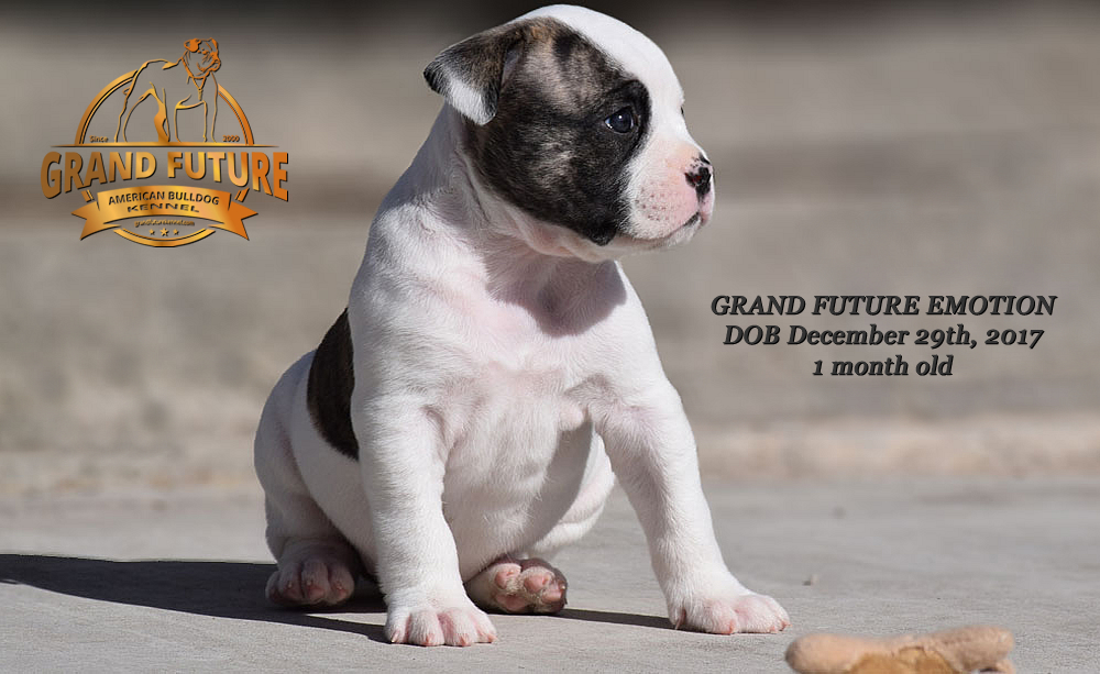 American Bulldog - Grand Future Emotion - Female American Bulldog