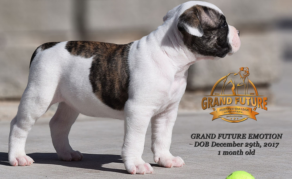 American Bulldog - Grand Future Emotion - Female American Bulldog