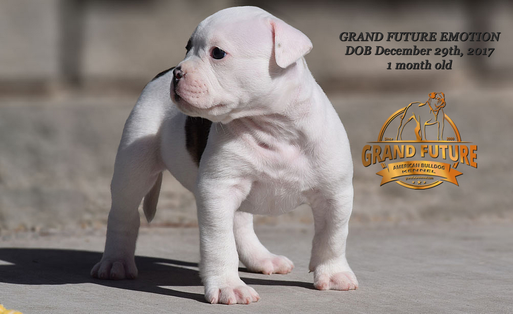 American Bulldog - Grand Future Emotion - Female American Bulldog