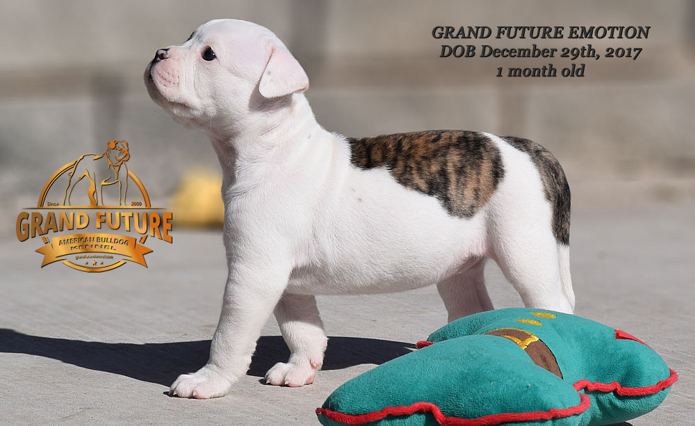 American Bulldog - Grand Future Emotion - Female American Bulldog