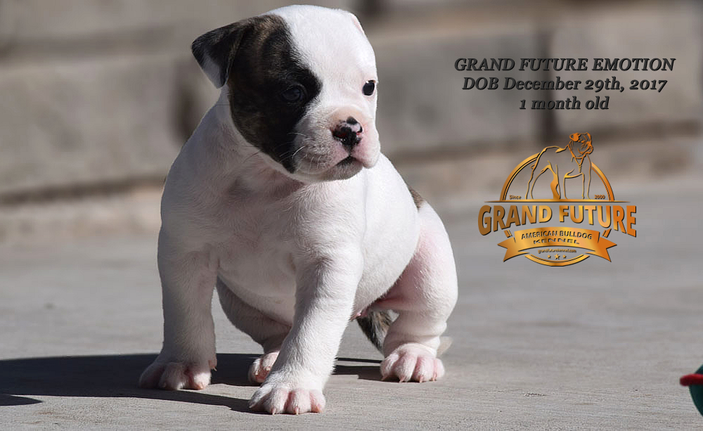 American Bulldog - Grand Future Emotion - Female American Bulldog