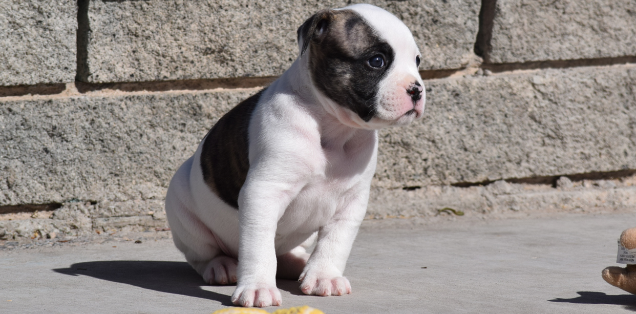 American Bulldog - Grand Future Emotion - Female American Bulldog