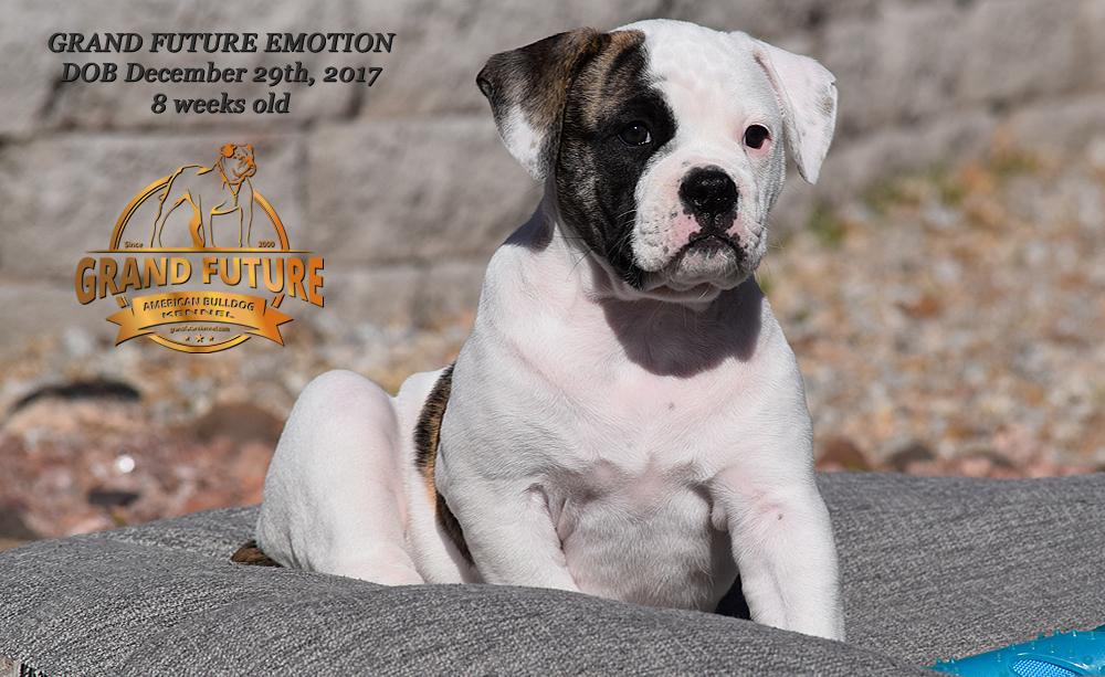 American Bulldog - Grand Future Emotion - Female American Bulldog