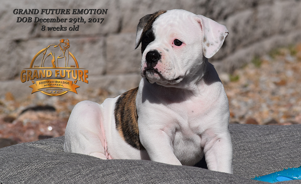 American Bulldog - Grand Future Emotion - Female American Bulldog