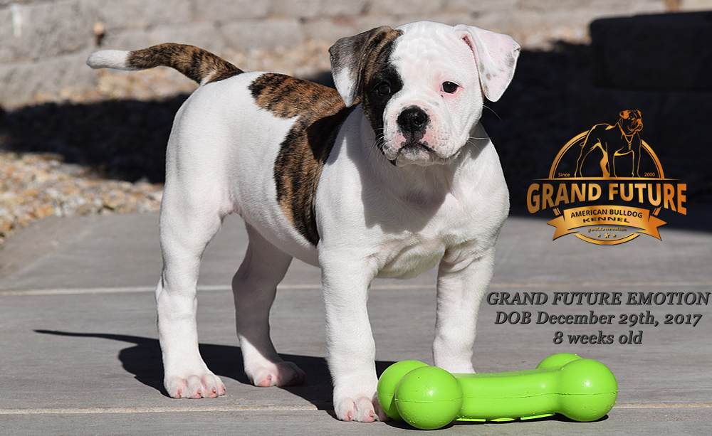 American Bulldog - Grand Future Emotion - Female American Bulldog