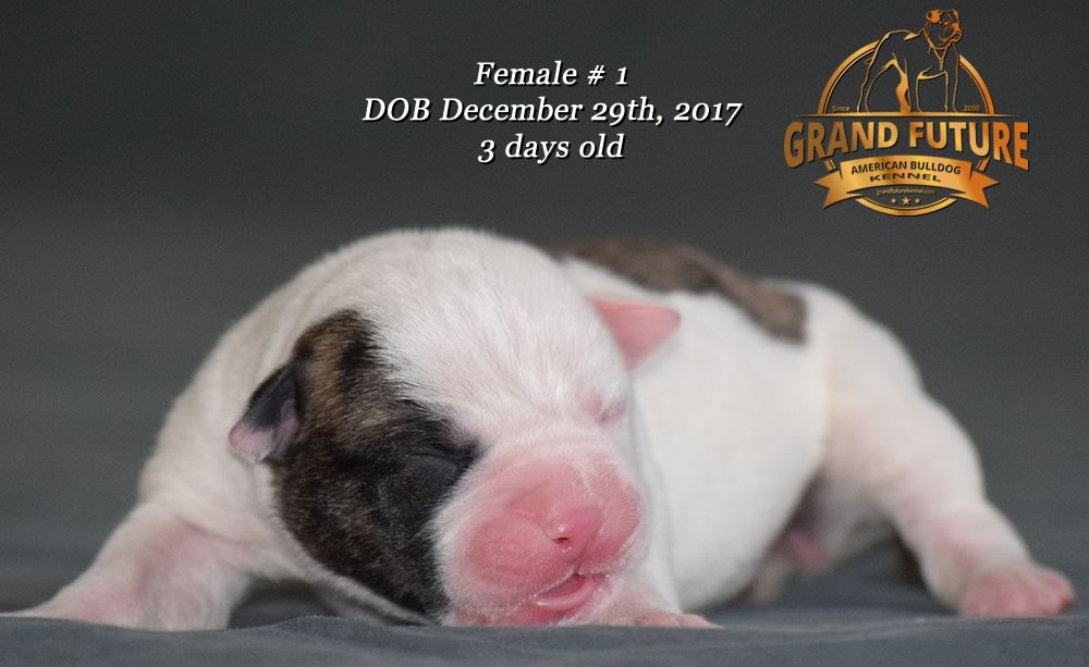 American Bulldog - Grand Future Emotion - Female American Bulldog