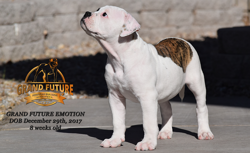 American Bulldog - Grand Future Emotion - Female American Bulldog