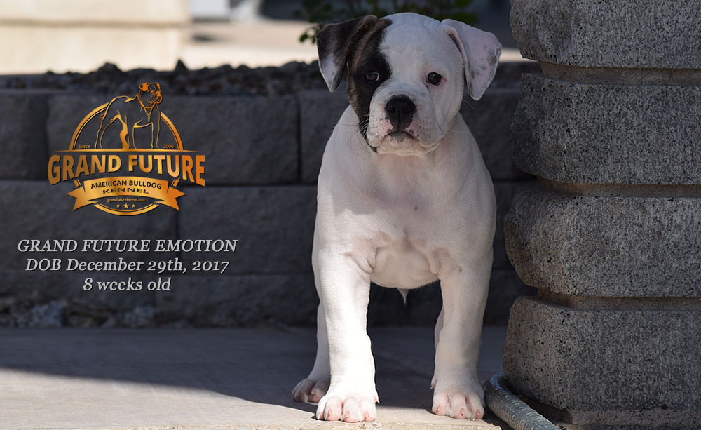 American Bulldog - Grand Future Emotion - Female American Bulldog