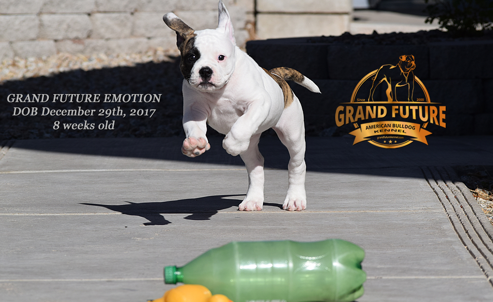 American Bulldog - Grand Future Emotion - Female American Bulldog