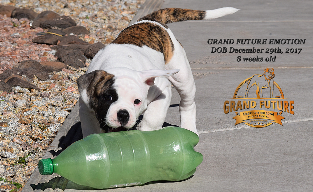 American Bulldog - Grand Future Emotion - Female American Bulldog