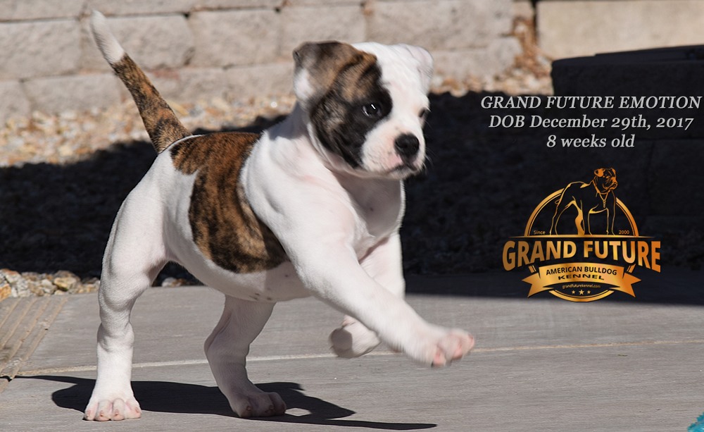 American Bulldog - Grand Future Emotion - Female American Bulldog