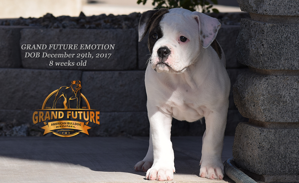 American Bulldog - Grand Future Emotion - Female American Bulldog