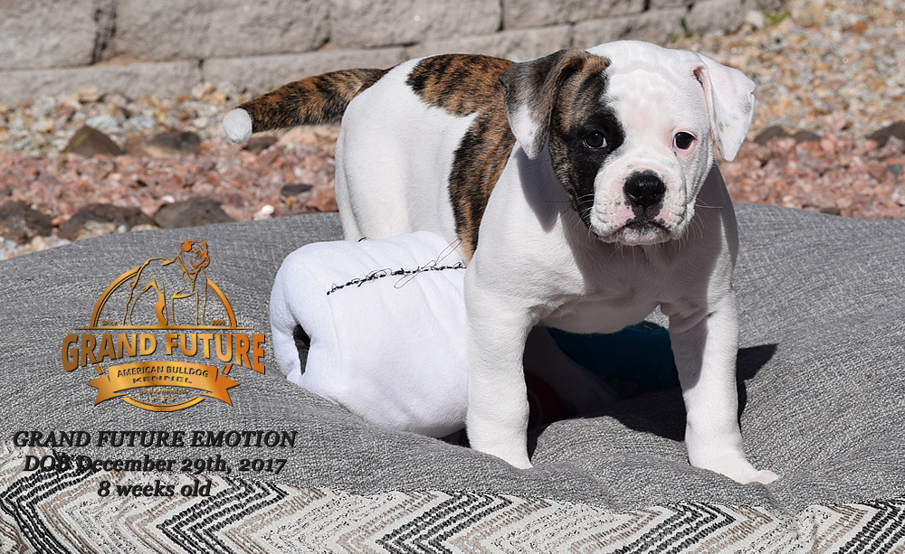 American Bulldog - Grand Future Emotion - Female American Bulldog