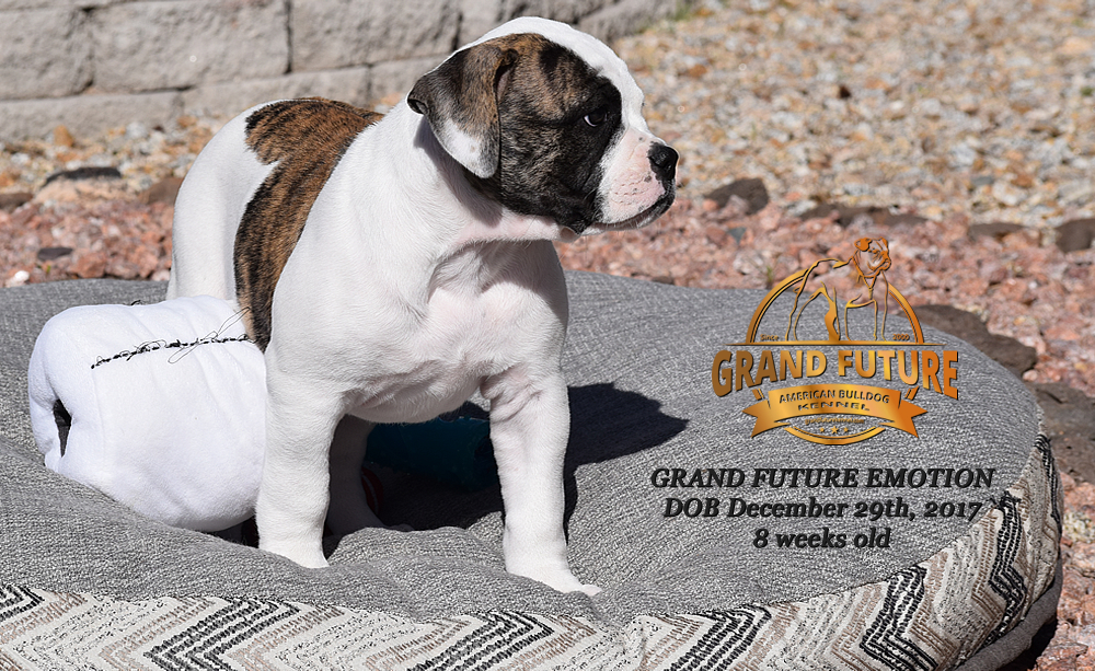 American Bulldog - Grand Future Emotion - Female American Bulldog