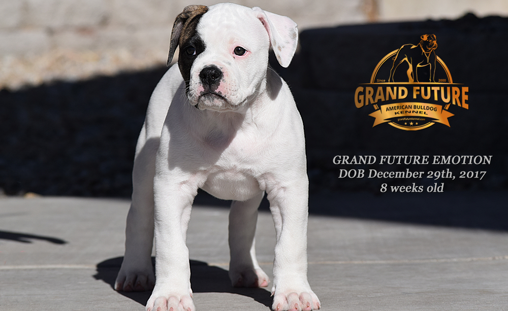 American Bulldog - Grand Future Emotion - Female American Bulldog