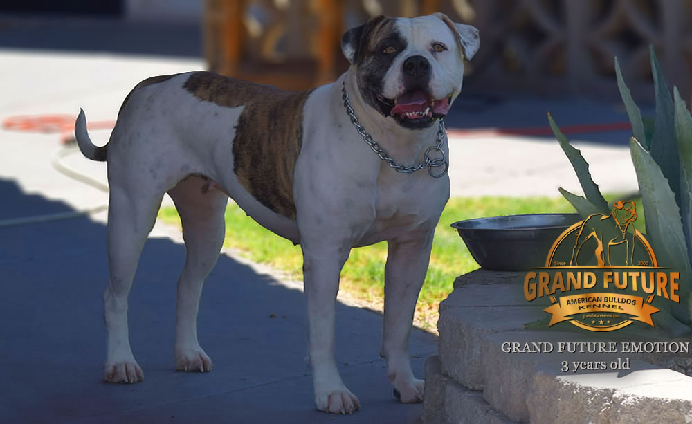 American Bulldog - Grand Future Emotion - Female American Bulldog