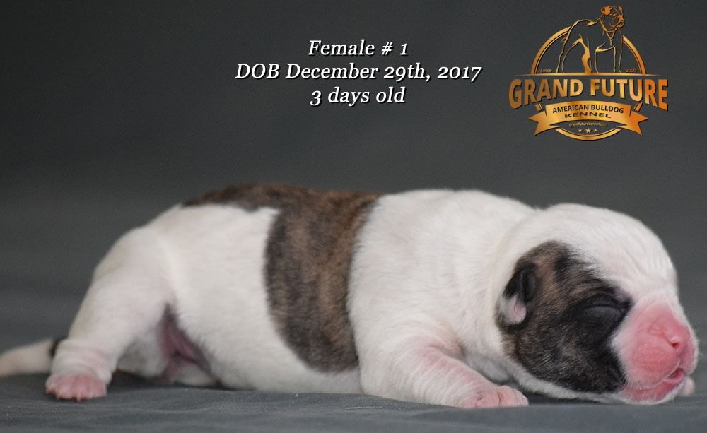 American Bulldog - Grand Future Emotion - Female American Bulldog