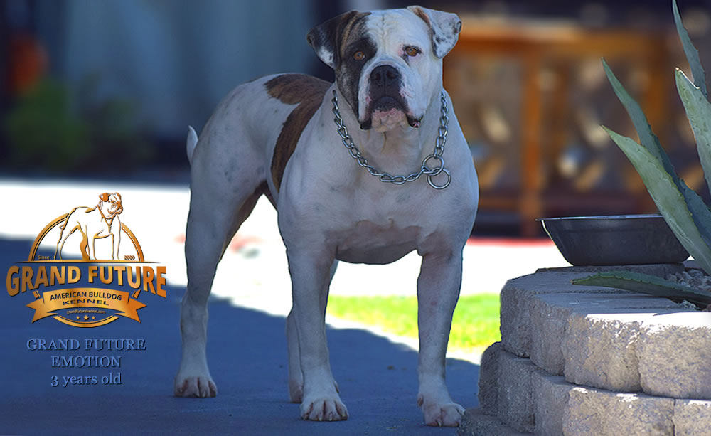 American Bulldog - Grand Future Emotion - Female American Bulldog