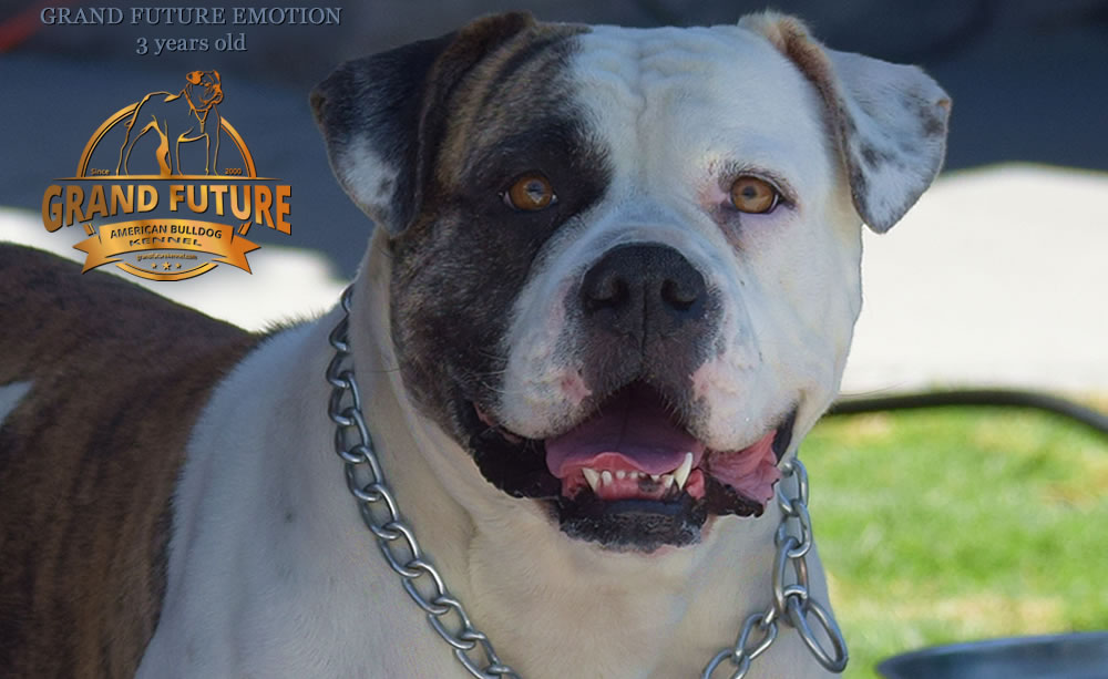 American Bulldog - Grand Future Emotion - Female American Bulldog