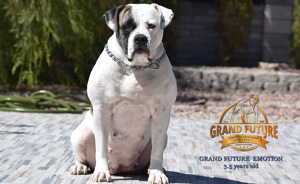 American Bulldog - Grand Future Emotion - Female American Bulldog