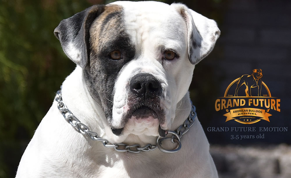 American Bulldog - Grand Future Emotion - Female American Bulldog