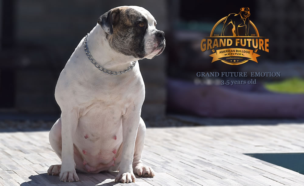 American Bulldog - Grand Future Emotion - Female American Bulldog