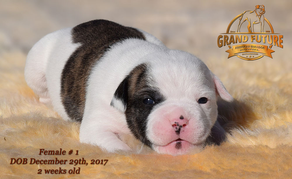 American Bulldog - Grand Future Emotion - Female American Bulldog