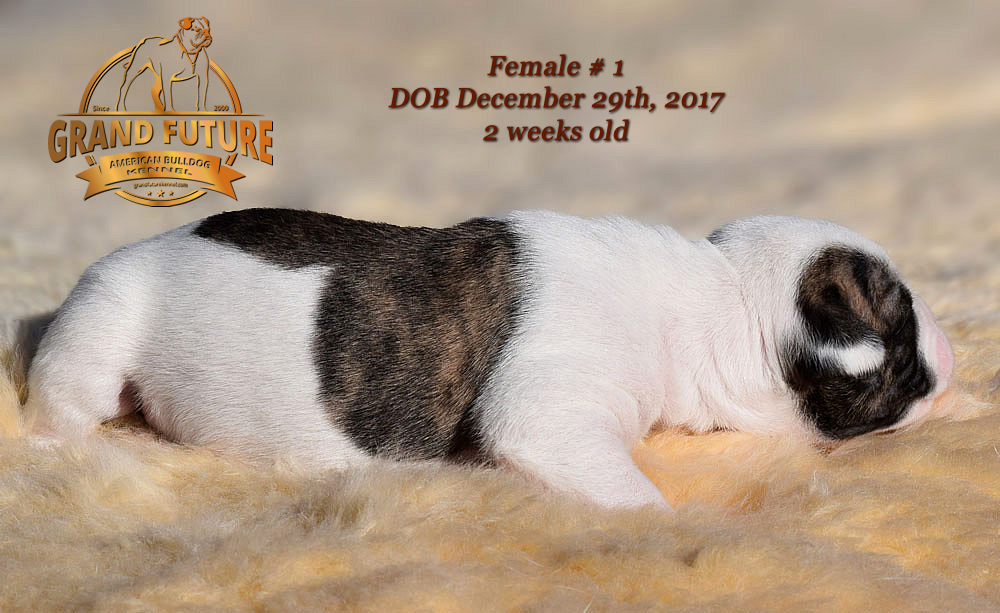 American Bulldog - Grand Future Emotion - Female American Bulldog