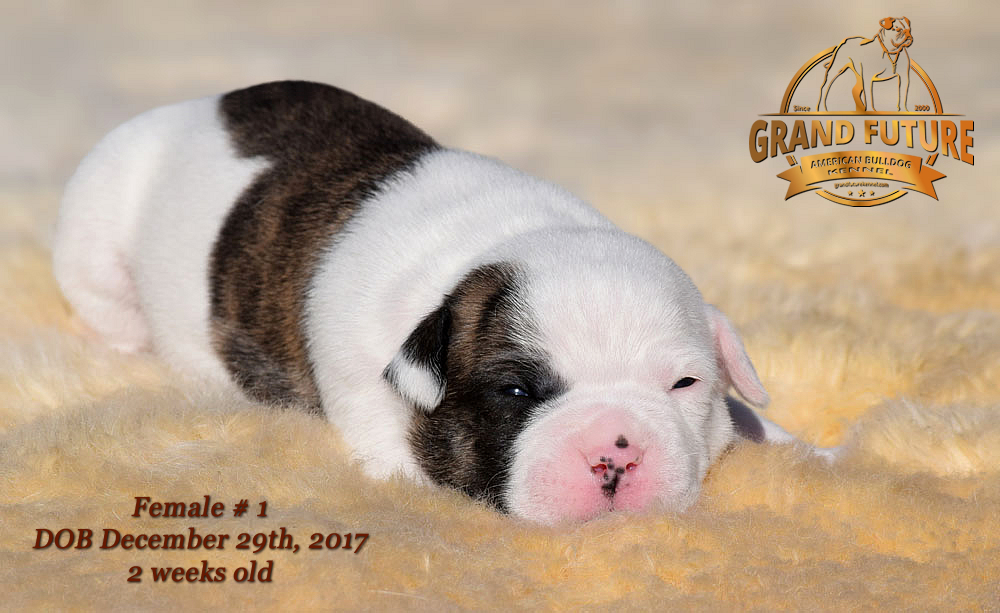 American Bulldog - Grand Future Emotion - Female American Bulldog