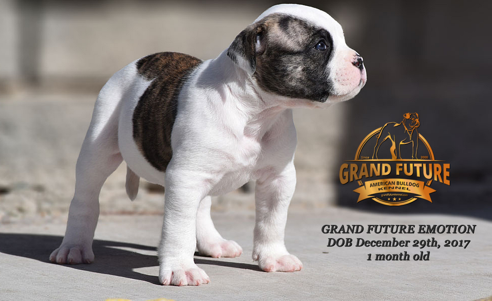 American Bulldog - Grand Future Emotion - Female American Bulldog