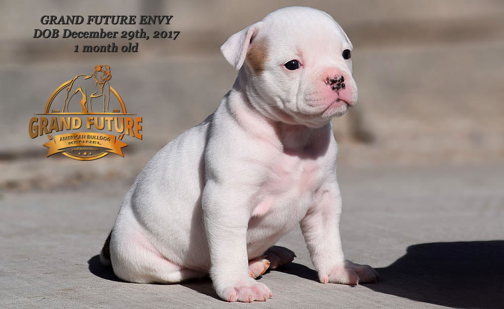 American Bulldog - GRAND FUTURE ENVY