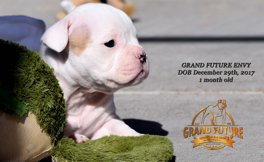 American Bulldog - GRAND FUTURE ENVY