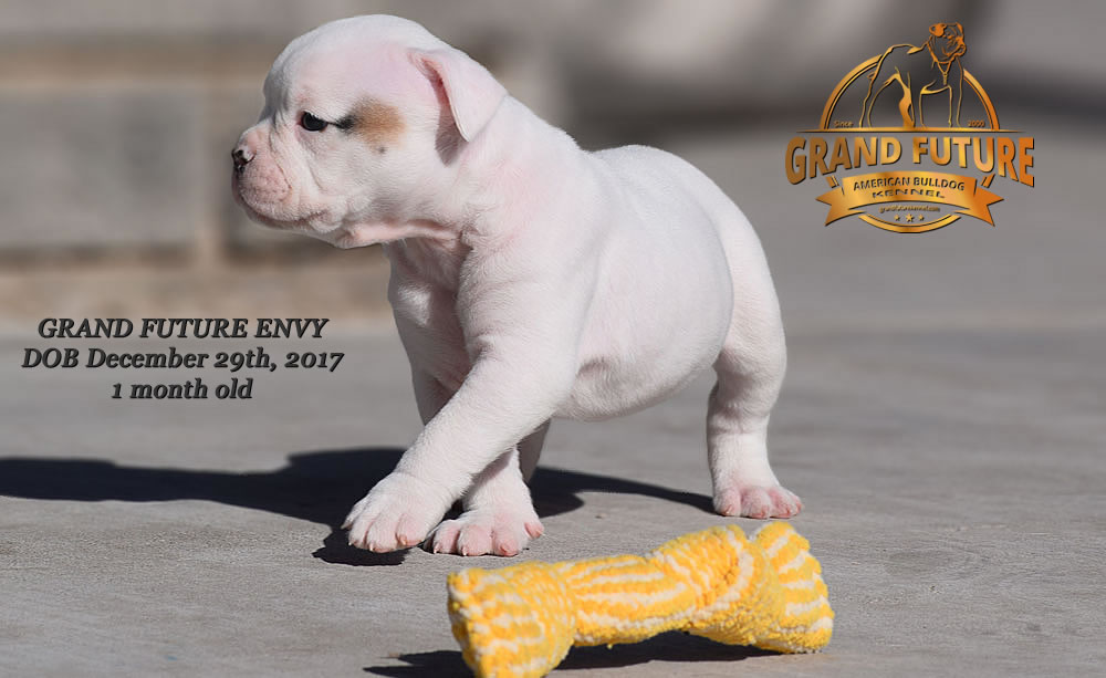 American Bulldog - GRAND FUTURE ENVY