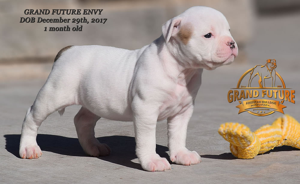 American Bulldog - GRAND FUTURE ENVY