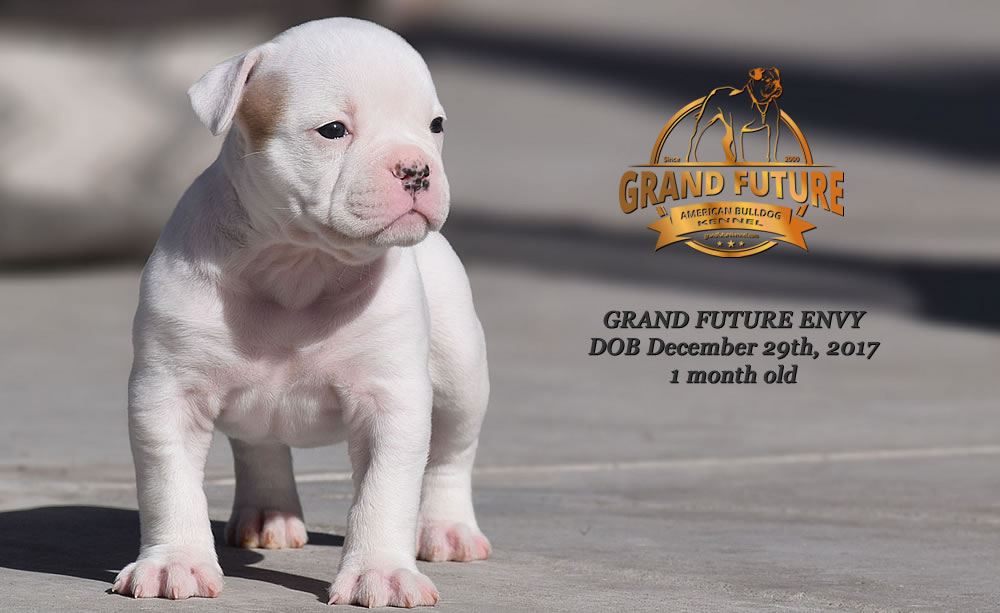 American Bulldog - GRAND FUTURE ENVY