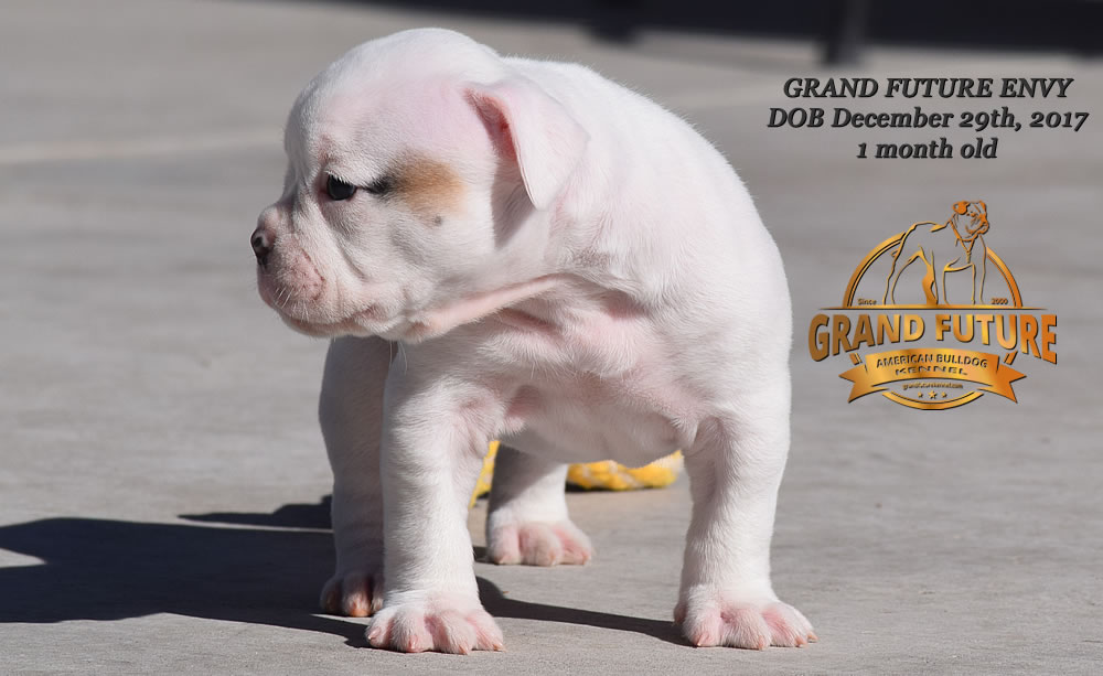 American Bulldog - GRAND FUTURE ENVY