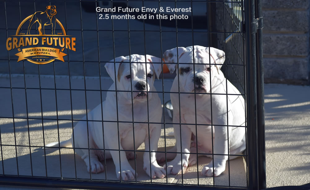 American Bulldog - GRAND FUTURE ENVY