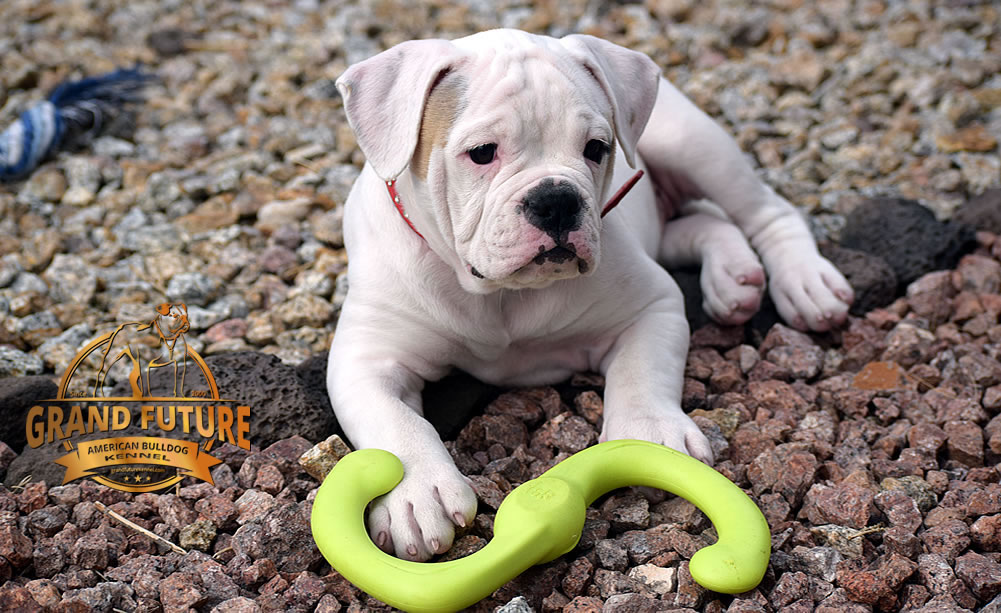 American Bulldog - GRAND FUTURE ENVY