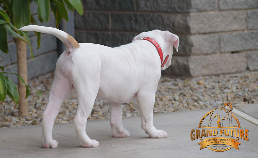 American Bulldog - GRAND FUTURE ENVY