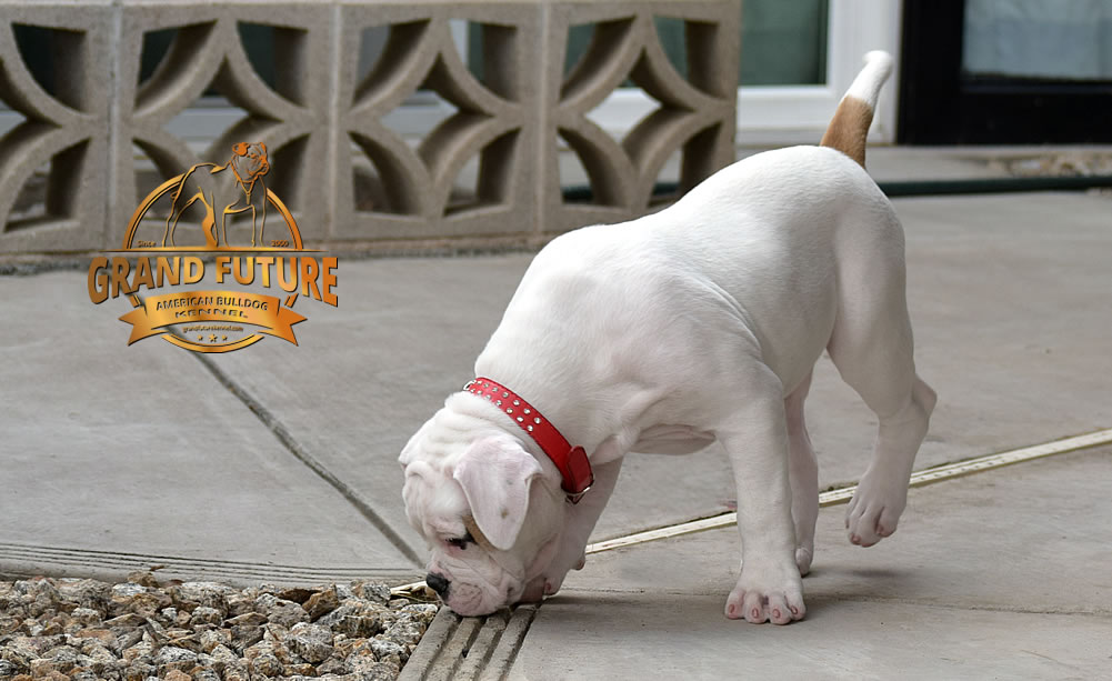 American Bulldog - GRAND FUTURE ENVY