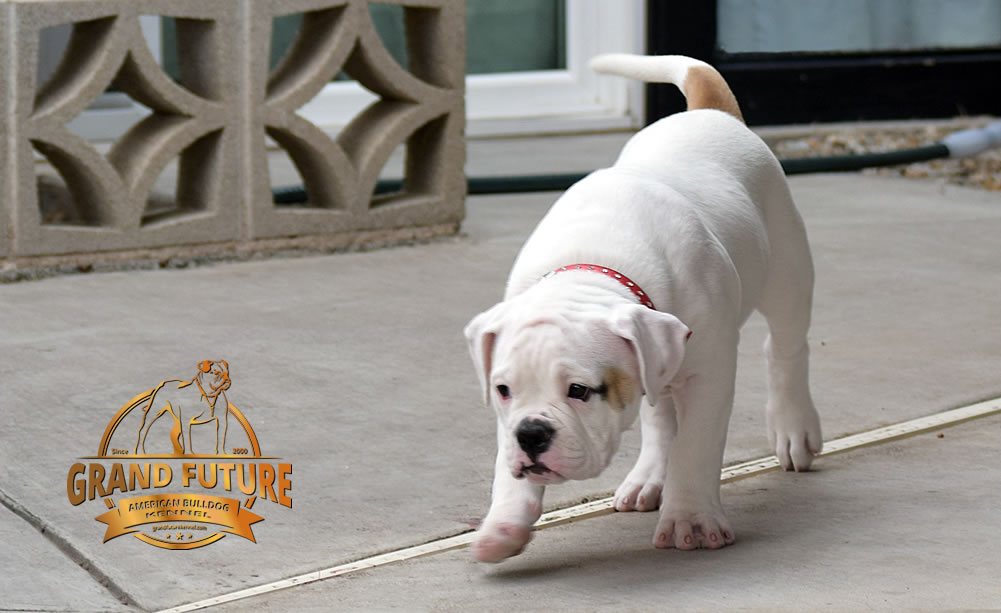 American Bulldog - GRAND FUTURE ENVY