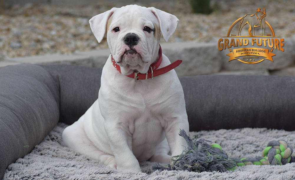 American Bulldog - GRAND FUTURE ENVY