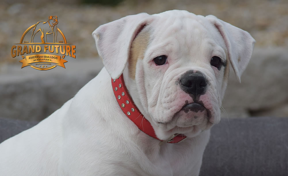 American Bulldog - GRAND FUTURE ENVY