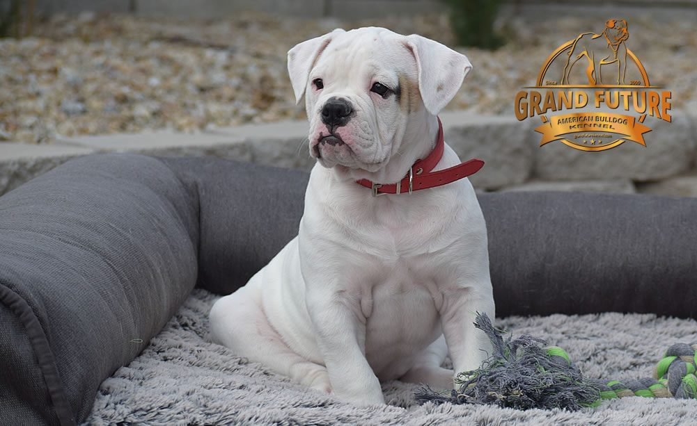 American Bulldog - GRAND FUTURE ENVY