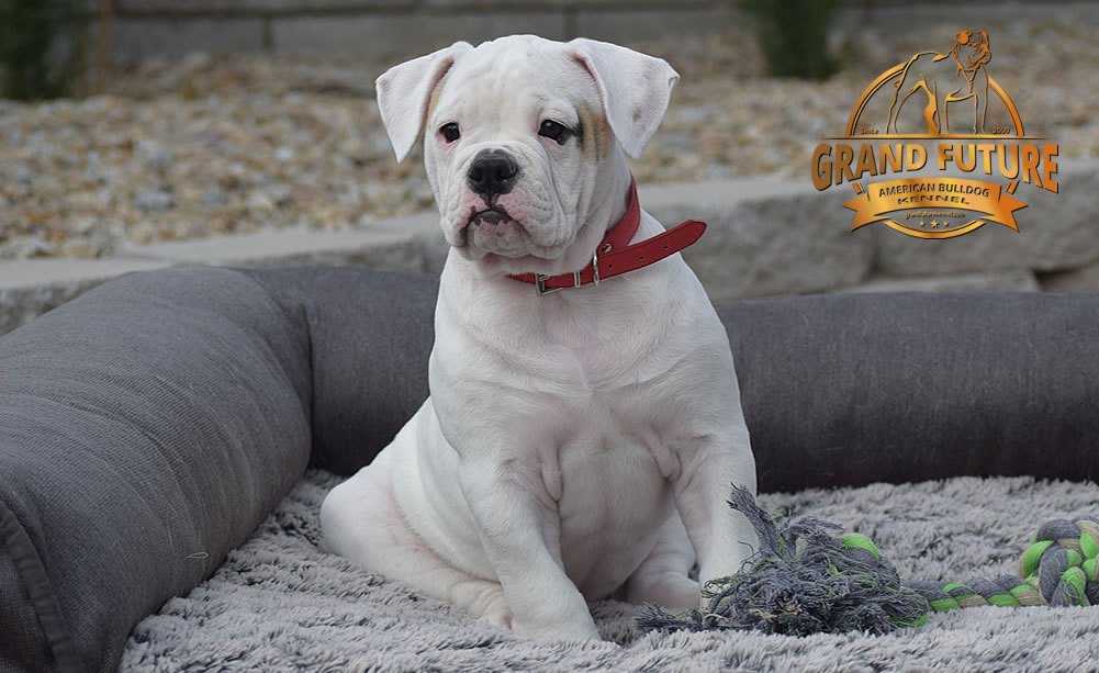 American Bulldog - GRAND FUTURE ENVY